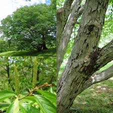 Nghiên cứu cho thấy sợi gỗ bạch dương sắt chứa nhiều lignin và cellulose, tạo ra cấu trúc giống như vật liệu composite trong môi trường áp suất cao, mang lại độ cứng vượt trội. Vỏ cây cũng có độ đàn hồi nhất định, giúp tạo phản lực và không bị biến dạng khi chịu tác động từ bên ngoài. Thêm vào đó, bạch dương sắt còn có khả năng kháng nước ấn tượng. Dù thân cây bị chìm trong nước nhưng gỗ vẫn khô và thoáng, không bị thấm nước.(Ảnh: Etsy)