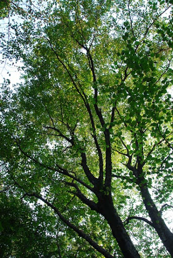 Tuổi đời của bạch dương sắt kéo dài từ 300 đến 500 năm, và thân cây càng cao tuổi thì càng cứng cáp. Đặc tính sinh trưởng đặc biệt này khiến cây có độ cứng vượt trội. Bạch dương sắt có độ cứng gấp 4 lần gỗ keo và gấp đôi thép. Nếu dùng vật cứng gõ vào thân cây, âm thanh phát ra giống như kim loại. Thân cây có thể chịu được dao, búa, và thậm chí là đạn súng.(Ảnh: Asian flora