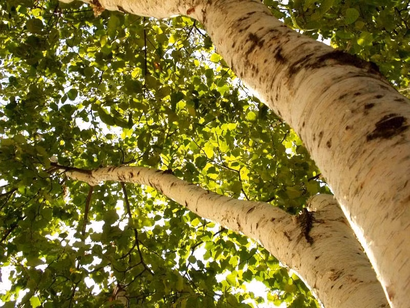 Mặc dù có giá trị kinh tế và ứng dụng cao, bạch dương sắt lại đang đối mặt với nguy cơ tuyệt chủng do khai thác quá mức. Loại cây này có tốc độ sinh trưởng chậm, và việc bảo vệ bạch dương sắt là điều cấp thiết. Bên cạnh vai trò quan trọng trong y học, với khả năng điều trị các chứng bệnh xương khớp, bạch dương sắt cần được bảo tồn để duy trì sự cân bằng hệ sinh thái.(Ảnh: Future Plants by Randy Stewart)