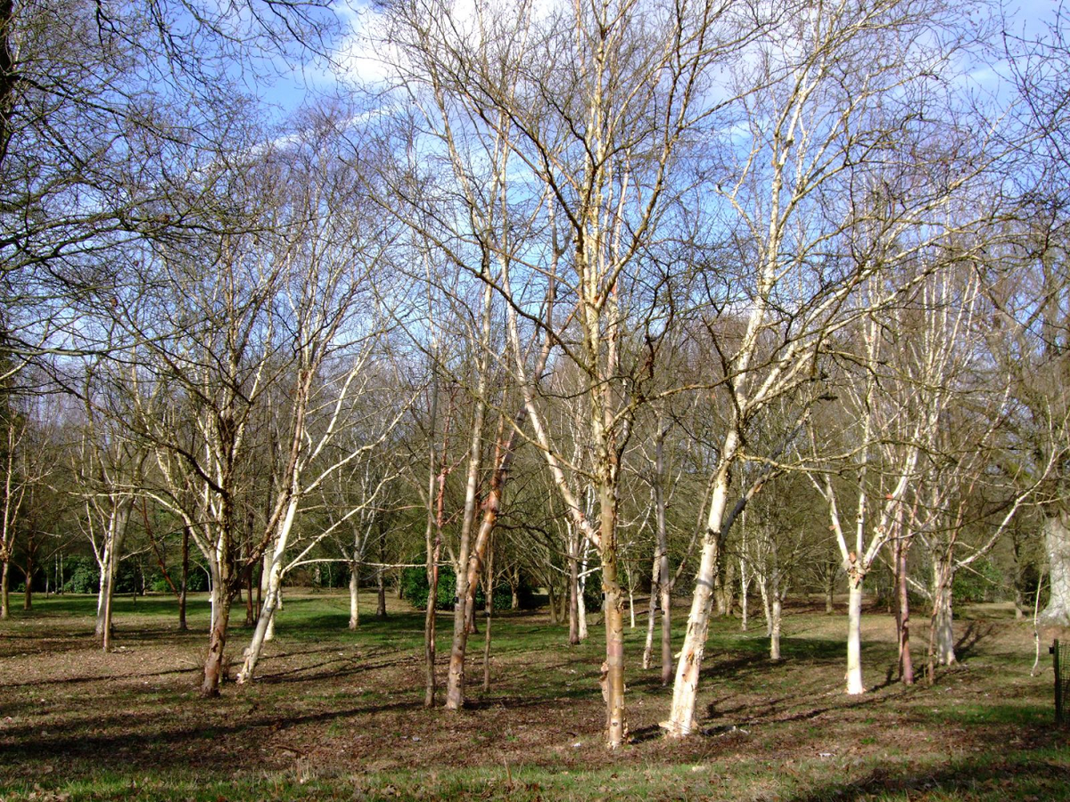 Đặc biệt, độ cứng của bạch dương sắt khiến nó trở thành nguyên liệu lý tưởng để chế tạo các thiết bị phòng thủ, chống đạn trong quân sự. Những thiết bị này có thể bảo vệ binh lính khỏi vũ khí hỏa lực, giảm thiểu thương vong và tăng khả năng cơ động.(Ảnh: Trees and Shrubs Online)