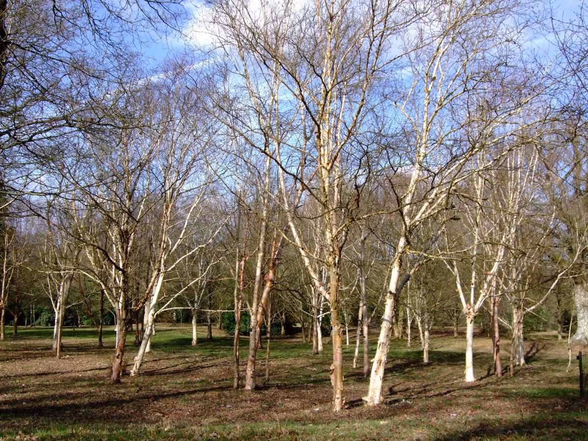 Đặc biệt, độ cứng của bạch dương sắt khiến nó trở thành nguyên liệu lý tưởng để chế tạo các thiết bị phòng thủ, chống đạn trong quân sự. Những thiết bị này có thể bảo vệ binh lính khỏi vũ khí hỏa lực, giảm thiểu thương vong và tăng khả năng cơ động.(Ảnh: Trees and Shrubs Online)