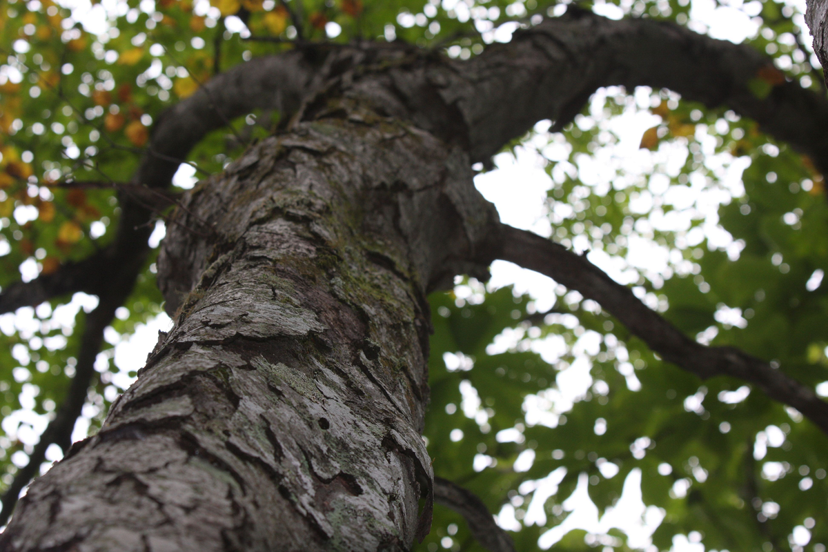 Nhờ những đặc tính vượt trội, bạch dương sắt được ứng dụng rộng rãi trong đời sống. Gỗ từ loại cây này thường được sử dụng trong sản xuất máy bay, xe hơi, tàu thuyền và các phụ kiện giao thông khác. Gỗ bạch dương sắt cũng được dùng để thay thế thép trong một số trường hợp bởi tính bền bỉ và chống thấm nước tốt. Trước đây, gỗ này còn được dùng để làm bi, bạc đạn và các thiết bị ít gỉ sét trên tàu cao tốc.(Ảnh: Pin page)