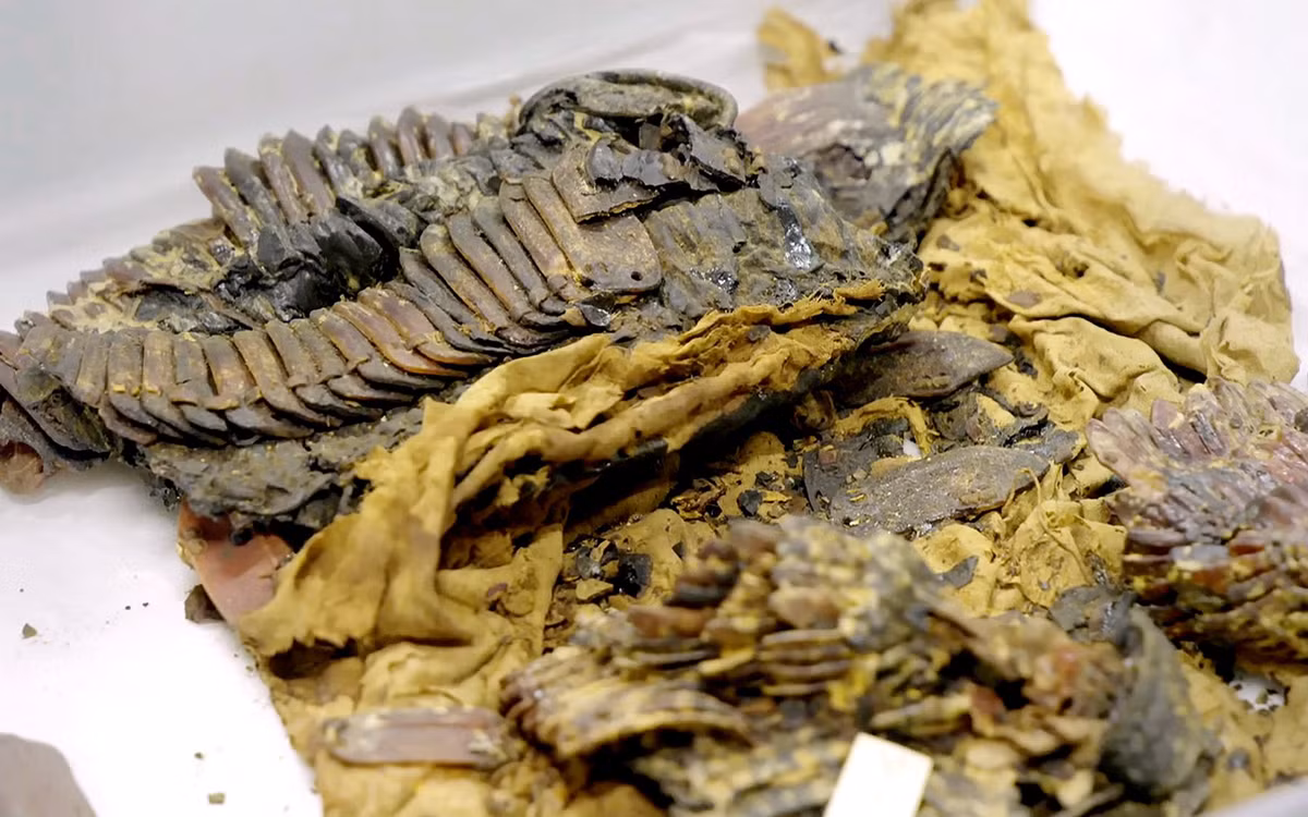 Không chỉ là biểu tượng của quyền lực và sự giàu có, bộ giáp của vua Tutankhamun còn là minh chứng cho nghệ thuật chế tác và văn hóa rực rỡ của Ai Cập cổ đại.(Ảnh: Live Science)