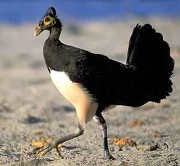 Nhiều tổ chức quốc tế và địa phương đang nỗ lực bảo tồn Maleo qua các chương trình bảo vệ môi trường sống và tăng cường ý thức cộng đồng. Các khu bảo tồn và vườn quốc gia đã được thiết lập để bảo vệ loài này. Năm 2009, Hiệp hội Bảo tồn động vật hoang dã Mỹ đã mua 36 hecta đất ở Indonesia để bảo tồn loài Maleo.(Ảnh: NatureRules1 Wiki) 