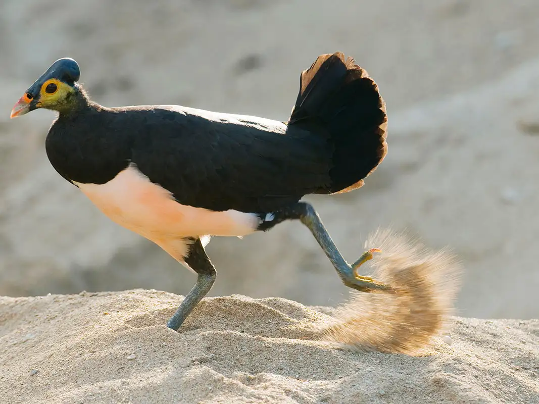 Cặp chim Maleo bố mẹ cùng nhau đào một hố sâu từ 1 đến 1,5 mét. Chim cái đẻ trứng vào hố này và sau đó lấp cát lại để trứng được ấp nở bằng nhiệt độ từ đất và mặt trời. Trứng của chim Maleo khá lớn, nặng khoảng 240 gram và to gấp 5 lần trứng của các loài gà thường.(Ảnh: New Scientist)