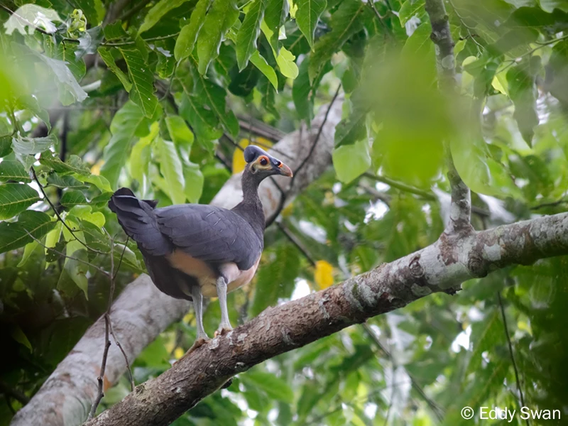 Điều đặc biệt khiến loài Maleo trở nên kỳ diệu là chim non khi mới nở đã có khả năng biết bay. Sau khoảng 60 đến 85 ngày, trứng nở và chim non tự mình đào lên từ lòng đất. Ngay lập tức, chúng có thể chạy, bay và tự tìm thức ăn, tự bảo vệ mình khỏi các loài săn mồi như thằn lằn, trăn, lợn và mèo rừng. Chim Maleo non sống hoàn toàn độc lập từ khi mới nở, điều này khác biệt hoàn toàn so với nhiều loài chim khác.(Ảnh: EDGE of Existence)