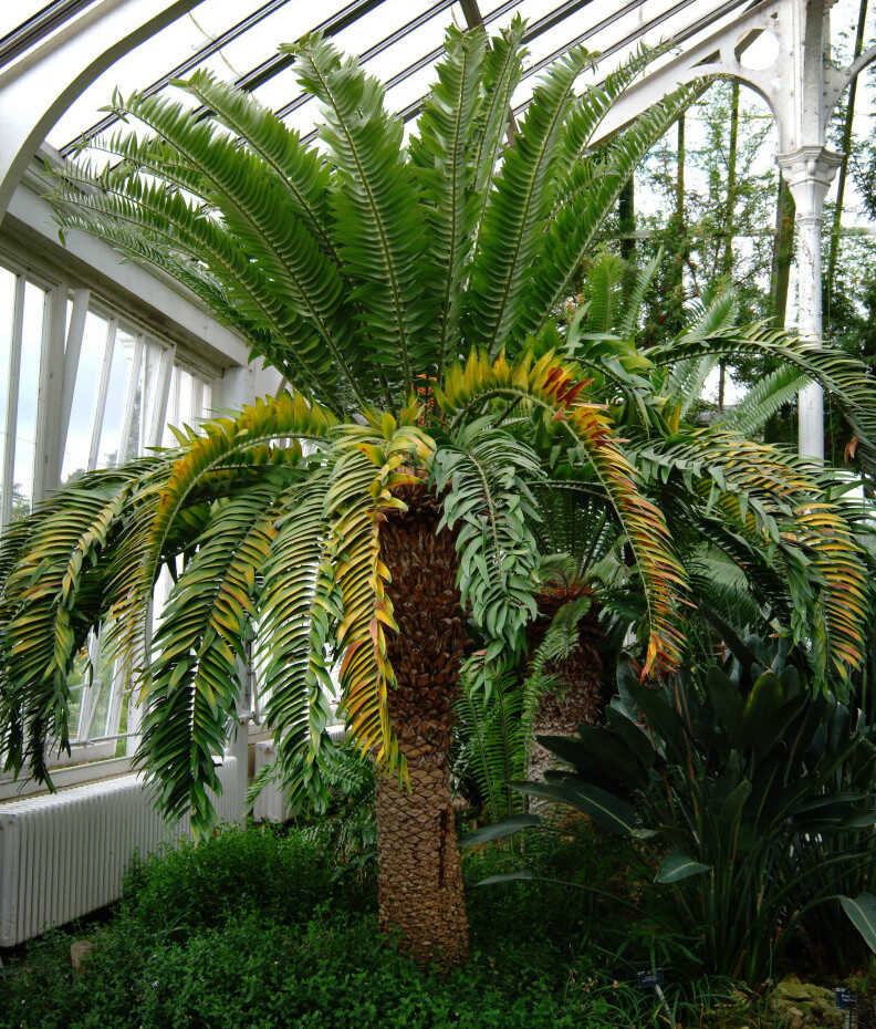 Vạn tuế Encephalartos woodii thuộc họ cây Tuế Cycads, những cây nặng với thân cây mập mạp và lá cứng lớn tạo thành tán cây hùng vĩ. Cycads là nhóm thực vật sống lâu đời nhất, xuất hiện từ Kỷ Than Đá cách đây khoảng 300 triệu năm, trước cả khủng long. Với sức sống mãnh liệt, chúng được mệnh danh là "hóa thạch sống" và tồn tại qua nhiều cuộc tuyệt chủng hàng loạt.(Ảnh: NPR) 