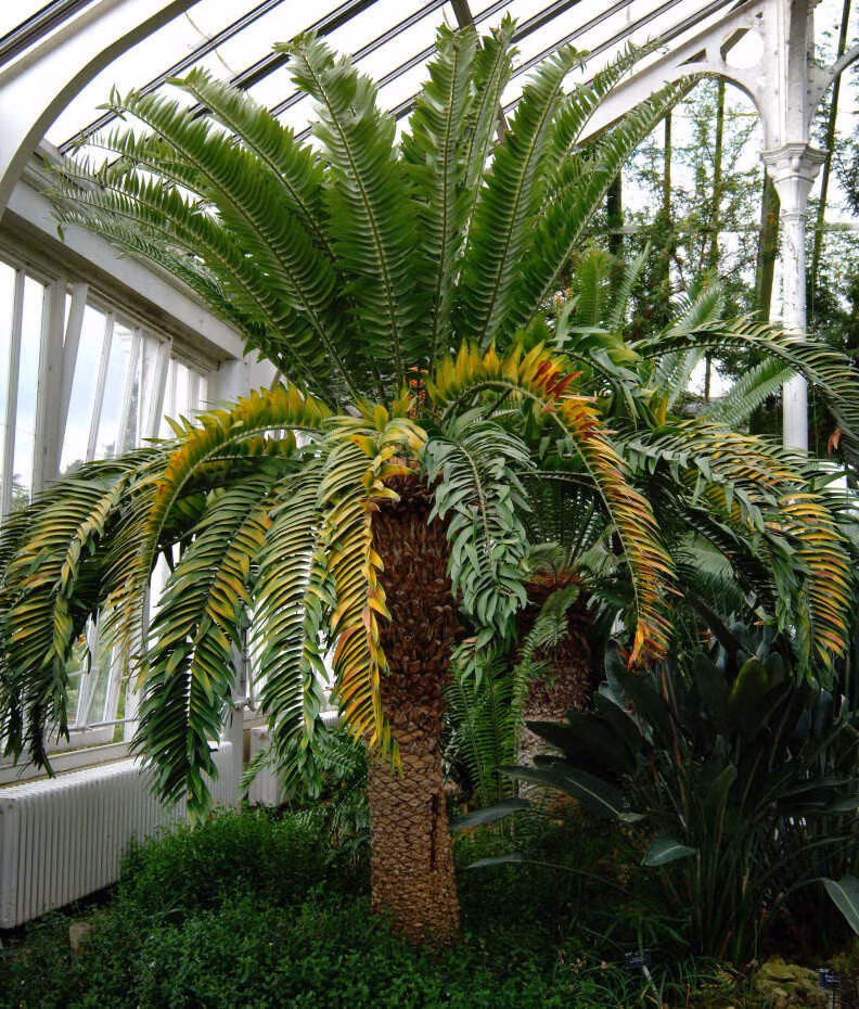 Vạn tuế Encephalartos woodii thuộc họ cây Tuế Cycads, những cây nặng với thân cây mập mạp và lá cứng lớn tạo thành tán cây hùng vĩ. Cycads là nhóm thực vật sống lâu đời nhất, xuất hiện từ Kỷ Than Đá cách đây khoảng 300 triệu năm, trước cả khủng long. Với sức sống mãnh liệt, chúng được mệnh danh là "hóa thạch sống" và tồn tại qua nhiều cuộc tuyệt chủng hàng loạt.(Ảnh: NPR) 