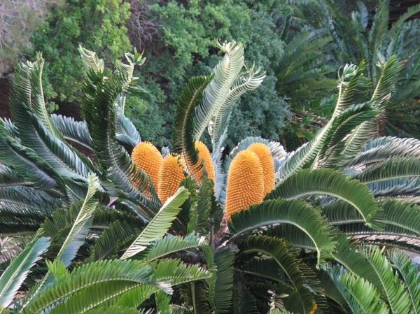 Dù có tuổi thọ cao, cây Vạn tuế Encephalartos woodii đã được Liên minh Bảo tồn Thiên nhiên Quốc tế (IUCN) tuyên bố tuyệt chủng ngoài tự nhiên vào năm 2022. Điều này làm tăng giá trị của chúng đối với các nhà sưu tập và khiến chúng trở nên rất có giá trị trong thị trường cây cảnh.(Ảnh: X.com)