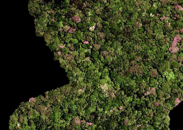 Để bảo vệ cá thể duy nhất này, nhiều biện pháp an ninh đã được triển khai tại Khu bảo tồn rừng Ngoye. Những biện pháp như lồng báo động và chó nghiệp vụ được sử dụng để ngăn chặn những kẻ săn trộm. Đồng thời, cây này đã được nhân giống trên toàn thế giới, nhưng tất cả các bản sao đều là cây đực, khiến việc sinh sản tự nhiên trở nên không thể nếu không có cây cái.(Ảnh: Tim Baker/Laura Cinti &amp; Howard Boland/C-LAB)