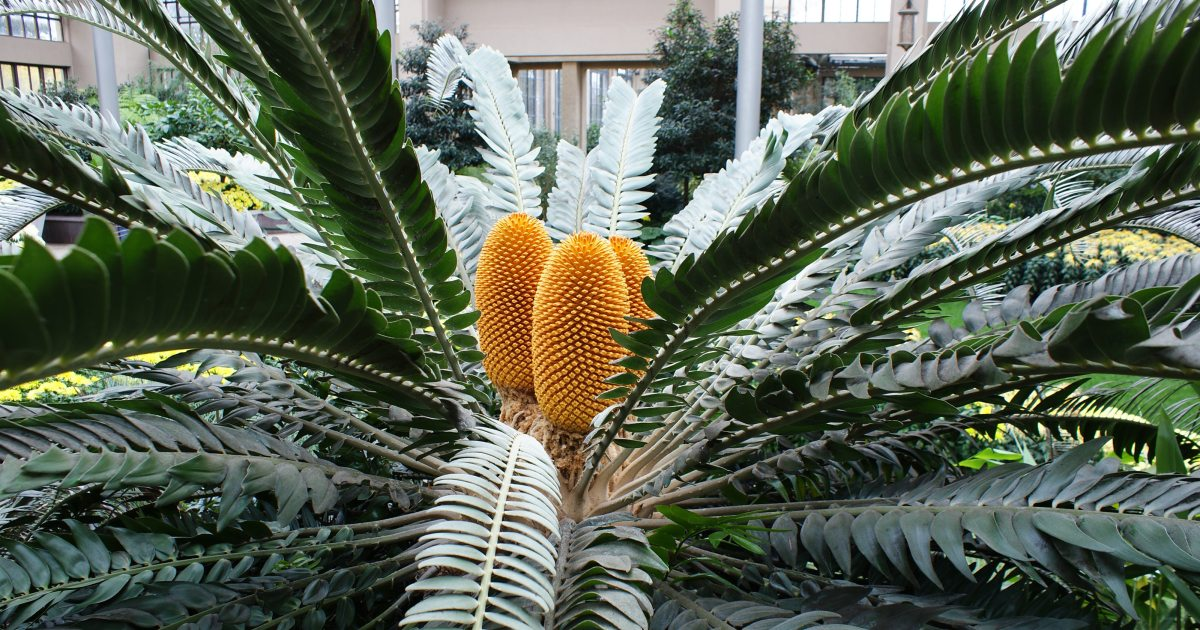 Vạn tuế Encephalartos woodii được nhà thực vật học Nam Phi John Medley Wood phát hiện lần đầu tiên vào năm 1895 tại Khu bảo tồn rừng Ngoye, Nam Phi. Từ đó đến nay, cây này trở thành biểu tượng của sự cô đơn trong giới thực vật vì không có thêm bất kỳ cá thể nào cùng loài được tìm thấy. Cá thể gốc duy nhất của loài cây này hiện đang được bảo vệ nghiêm ngặt tại Khu bảo tồn rừng Ngoye.(Ảnh: Longwood Gardens)