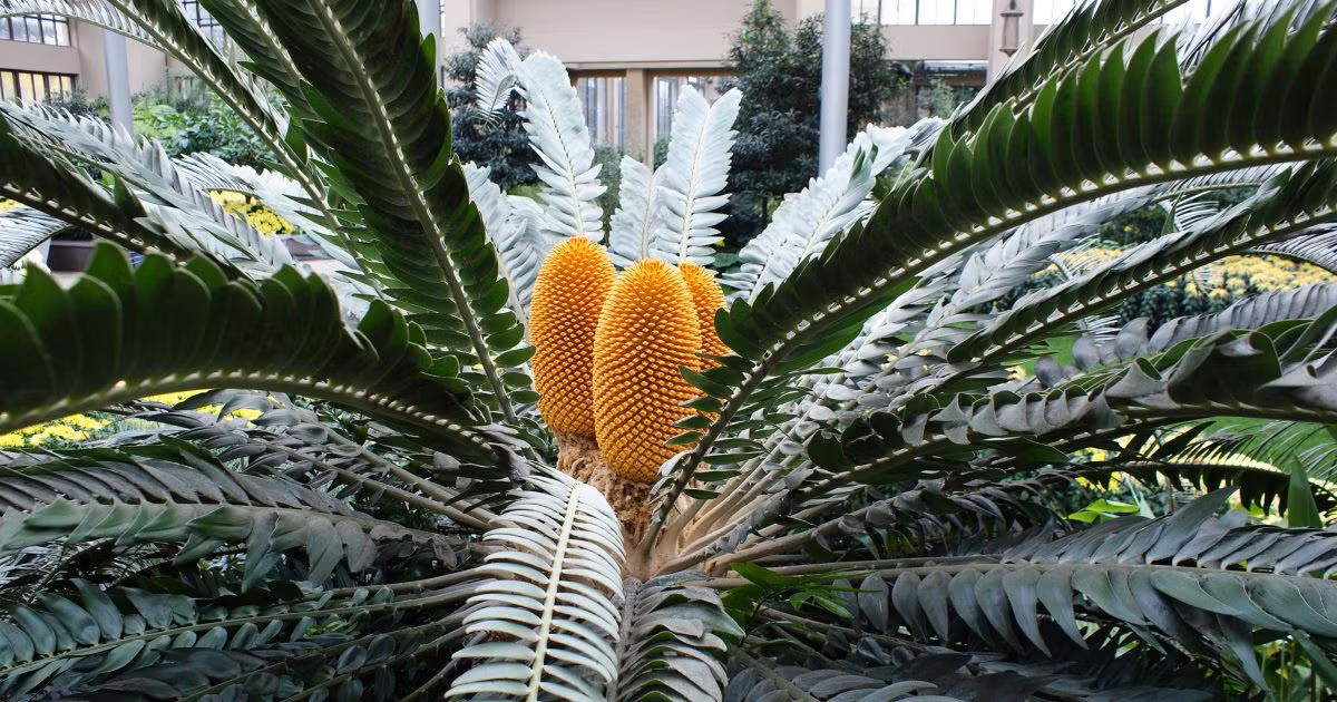 Vạn tuế Encephalartos woodii được nhà thực vật học Nam Phi John Medley Wood phát hiện lần đầu tiên vào năm 1895 tại Khu bảo tồn rừng Ngoye, Nam Phi. Từ đó đến nay, cây này trở thành biểu tượng của sự cô đơn trong giới thực vật vì không có thêm bất kỳ cá thể nào cùng loài được tìm thấy. Cá thể gốc duy nhất của loài cây này hiện đang được bảo vệ nghiêm ngặt tại Khu bảo tồn rừng Ngoye.(Ảnh: Longwood Gardens)