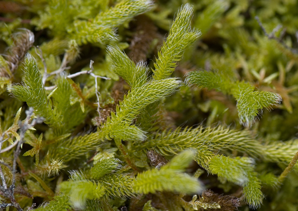  Cây thạch tùng, hay "quá sơn long" (rồng qua núi), là loài thực vật đẹp và quý giá, từng ít được chú ý nhưng nay rất đắt giá. (Ảnh:Flickr)