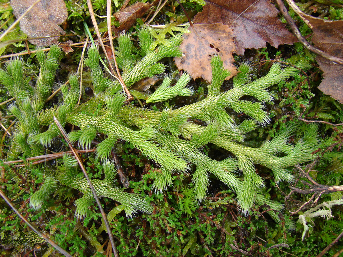 Đồng thời, các nghiên cứu về loài cây này cần được thúc đẩy để khám phá thêm công dụng y học tiềm ẩn của cây trong y học hiện đại.(Ảnh:Conservatoire botanique national de Bailleul)