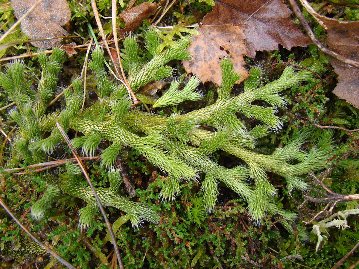 Đồng thời, các nghiên cứu về loài cây này cần được thúc đẩy để khám phá thêm công dụng y học tiềm ẩn của cây trong y học hiện đại.(Ảnh:Conservatoire botanique national de Bailleul)