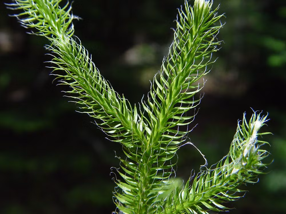 Thạch tùng không chỉ đẹp mắt mà còn có giá trị y học, được y học cổ truyền Trung Quốc sử dụng để thanh nhiệt, giải độc và chữa trị nhiều bệnh. (Ảnh:Go Botany - Native Plant Trust)