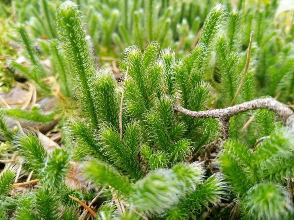 Vì vậy, việc bảo vệ môi trường sống của quá sơn long và nâng cao nhận thức về tầm quan trọng của nó là vô cùng cần thiết. (Ảnh:UkrBIN)