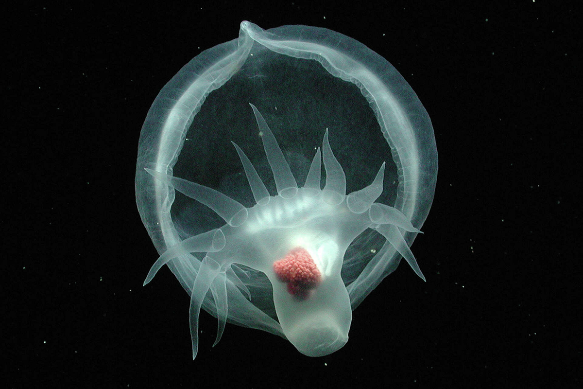 Nó có một mũ trùm giống sứa, thân xúc tu giống mực và bạch tuộc, cùng chân giống các loài ốc hoặc sên biển, và đặc biệt là khả năng phát sáng huỳnh quang.(Ảnh: SFGATE)