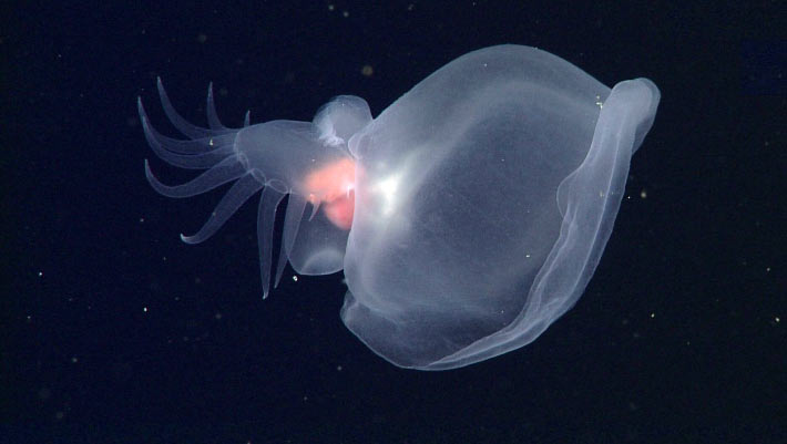 Các nhà khoa học tại Viện nghiên cứu Thủy cung Monterey Bay (MBARI) ở Hoa Kỳ vừa phát hiện một loài sinh vật mới kỳ lạ phát sáng dưới đáy biển sâu tới 2.600 mét. (Ảnh: Sci.News)