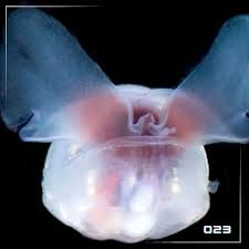 Các nhà khoa học đã bắt gặp loài sên biển Bathydevius caudactylus 157 lần và thu thập 18 mẫu để nghiên cứu kỹ lưỡng về giải phẫu, cơ chế hô hấp, phát quang sinh học, hành vi ăn uống và sinh sản của loài này. (Ảnh: Threads)