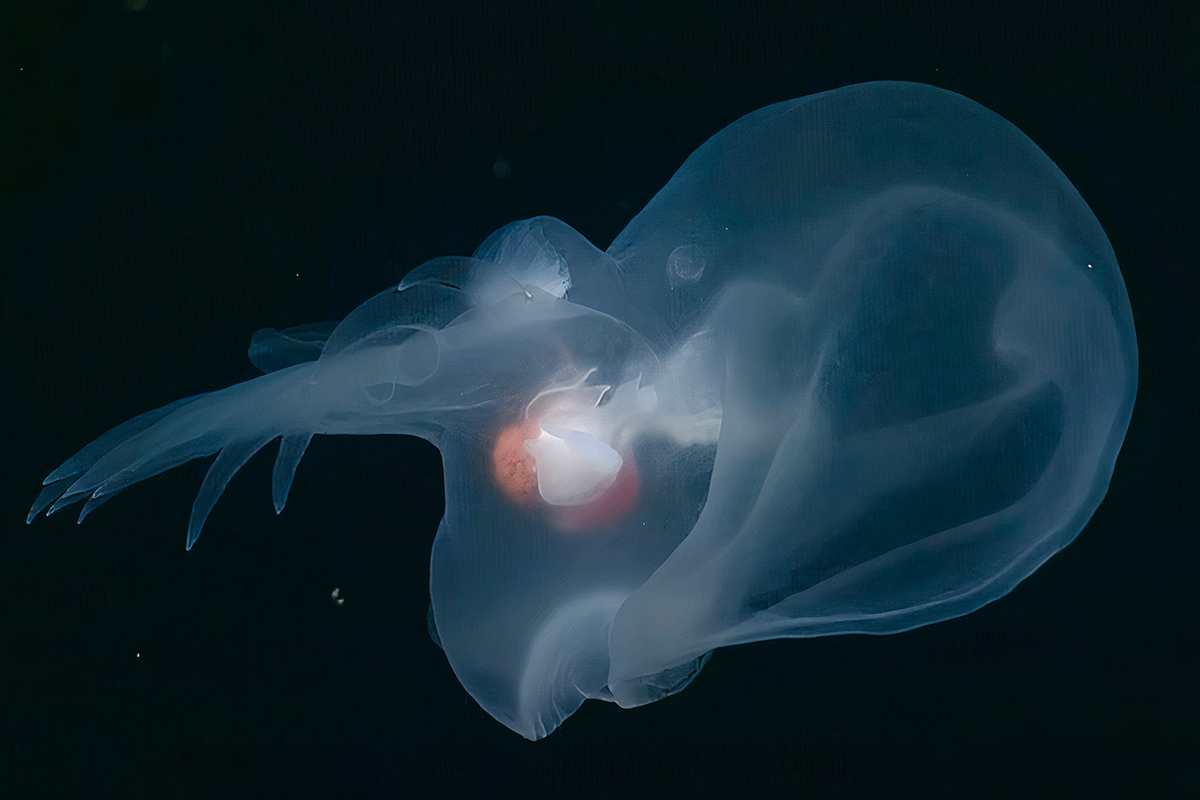 Bathydevius caudactylus có cơ thể trong suốt và phát sáng khi bị tiếp cận gần. Nó có thể tự ngắt một chiếc tua phát sáng để đánh lạc hướng kẻ thù, tương tự như cách thằn lằn rụng đuôi. (Ảnh: TechEBlog)