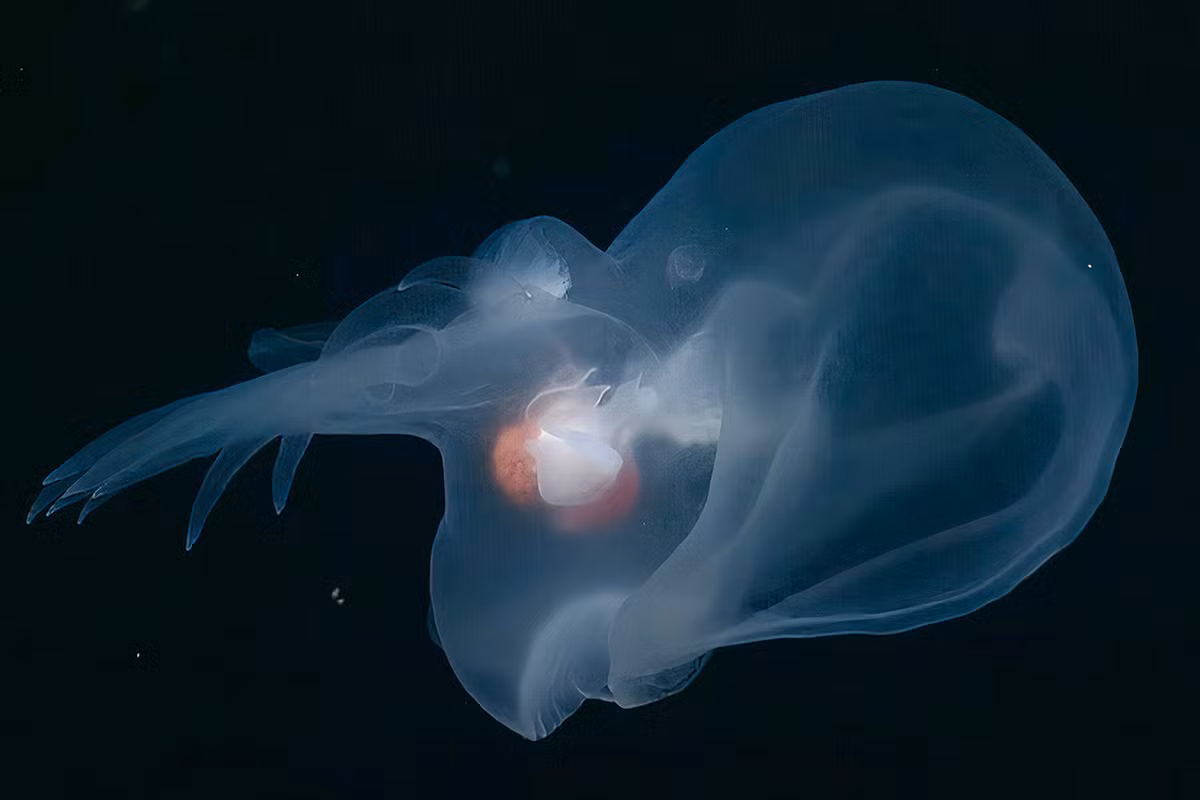 Bathydevius caudactylus có cơ thể trong suốt và phát sáng khi bị tiếp cận gần. Nó có thể tự ngắt một chiếc tua phát sáng để đánh lạc hướng kẻ thù, tương tự như cách thằn lằn rụng đuôi. (Ảnh: TechEBlog)