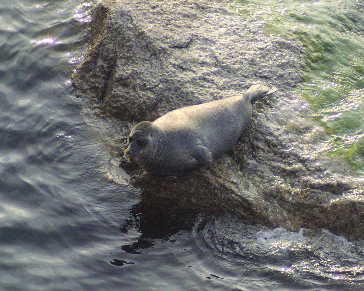 Hồ Baikal là nơi sinh sống của nhiều loài sinh vật quý hiếm như hải cẩu Baikal và cá thịt trắng Baikal, do đó, các hoạt động khai thác không được kiểm soát có thể gây thiệt hại nghiêm trọng cho hệ sinh thái. (Ảnh: Wikipedia)