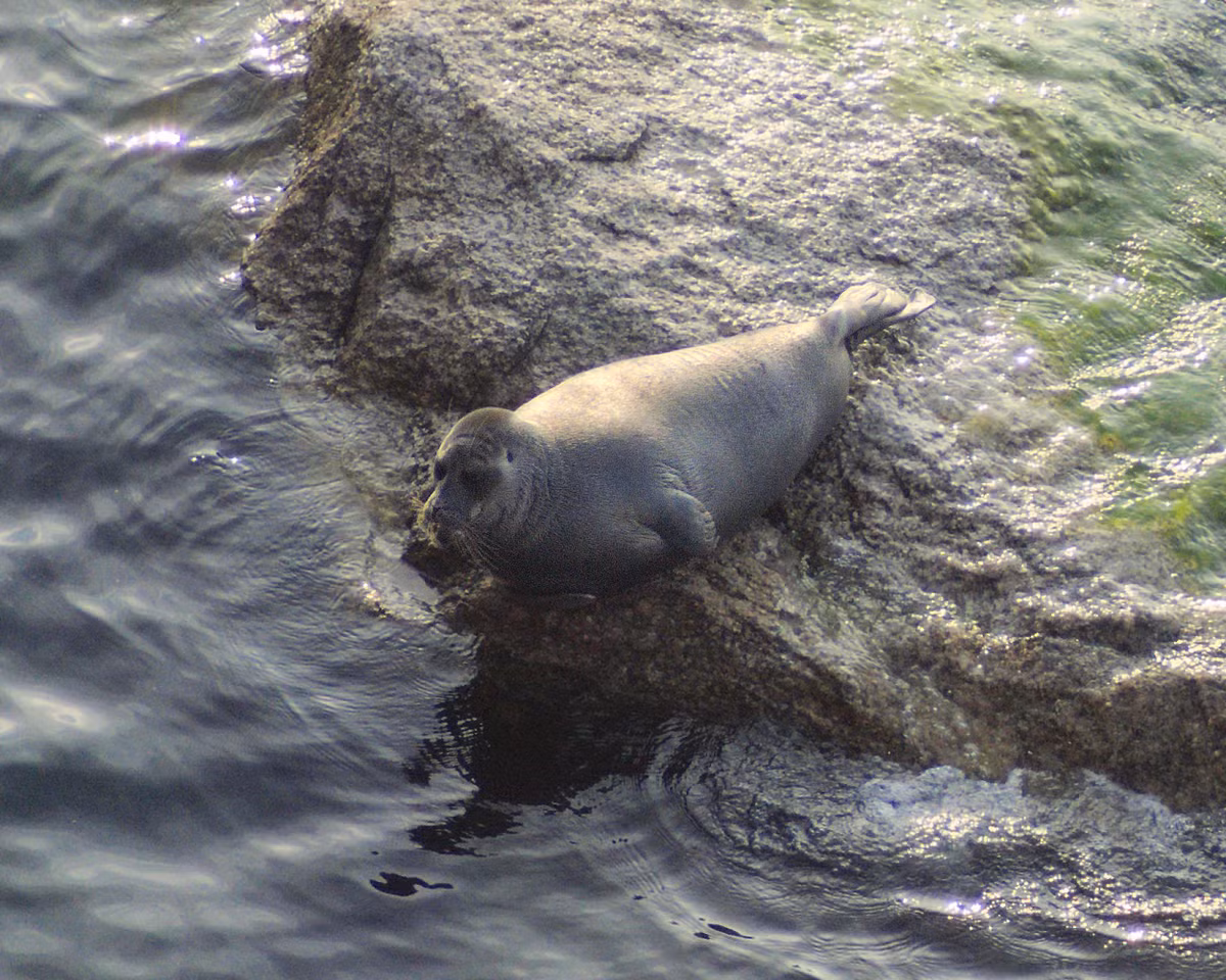 Hồ Baikal là nơi sinh sống của nhiều loài sinh vật quý hiếm như hải cẩu Baikal và cá thịt trắng Baikal, do đó, các hoạt động khai thác không được kiểm soát có thể gây thiệt hại nghiêm trọng cho hệ sinh thái. (Ảnh: Wikipedia)