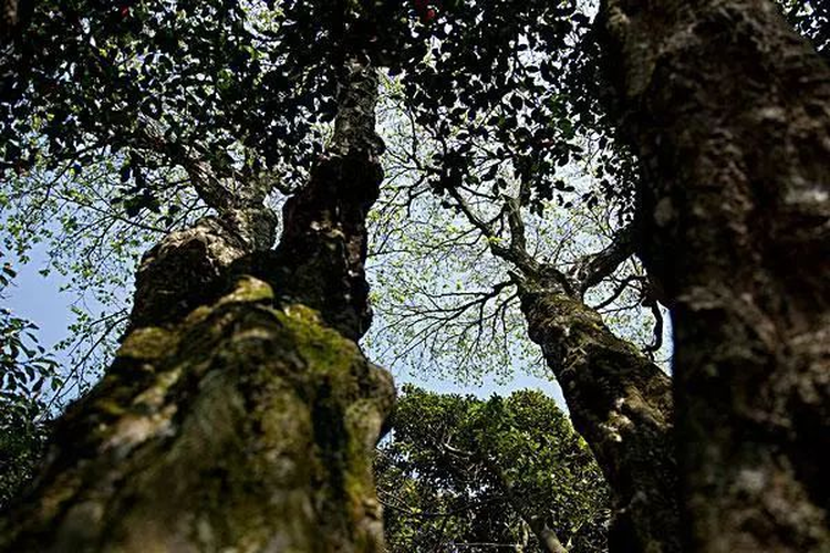 Hiện tại, nỗ lực đang được thực hiện để tái tạo môi trường sống tự nhiên và bảo vệ cây trăn Phổ Đà cùng các loài thực vật quý hiếm khác.(Ảnh: Sohu)