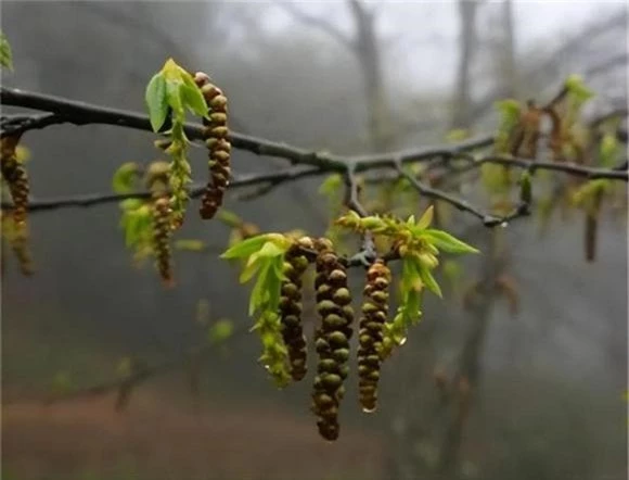 Để bảo vệ loài cây này, các nhà chức trách đã thiết lập biện pháp bảo vệ quanh năm. (Ảnh: DNVN)