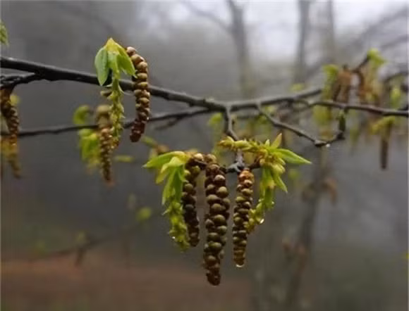 Để bảo vệ loài cây này, các nhà chức trách đã thiết lập biện pháp bảo vệ quanh năm. (Ảnh: DNVN)