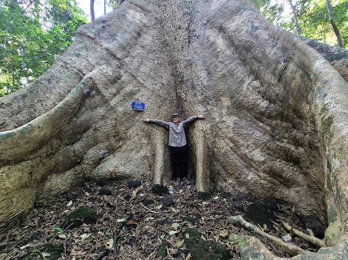 Vỏ cây nhẵn nhụi màu xám bóng, chỉ tỏa tán ở phần ngọn, với đường kính tán khoảng 10 mét. Phần thân kiên cố nhờ các rễ nổi tạo thành bạnh vè, giữ cho cây đứng vững qua bao thập kỷ. (Ảnh: Dân việt)