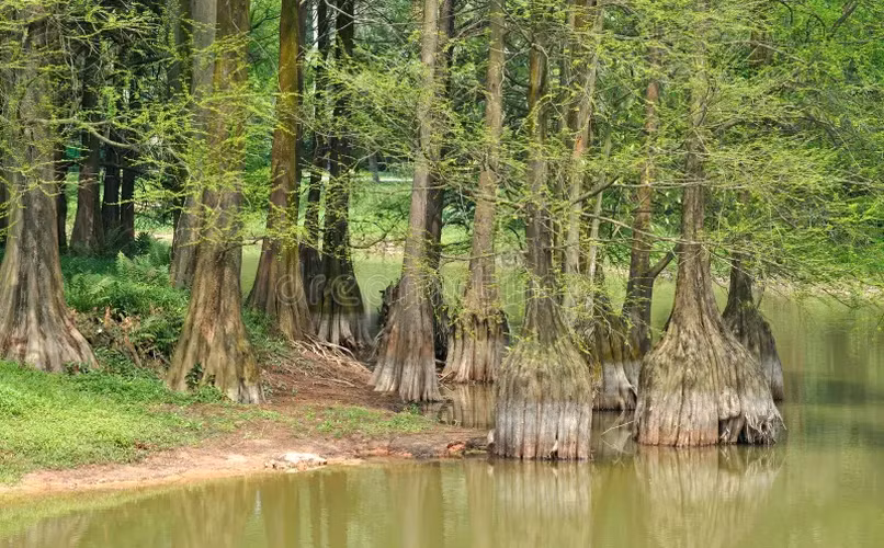Thủy tùng có giá trị kinh tế cao, với gỗ thơm, thớ mịn, không bị mối mọt và nhẹ.(Ảnh:Dreamstime)