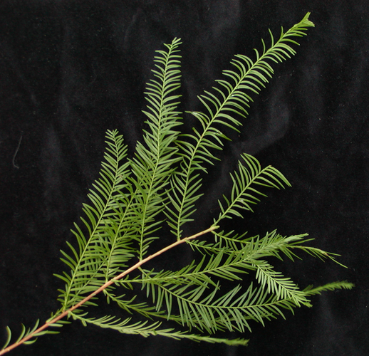 Thủy tùng hiện được xếp vào nhóm IA: Nghiêm cấm khai thác và sử dụng với mục đích thương mại theo Nghị định 32/2006/NĐCP.(Ảnh:The Gymnosperm Database)