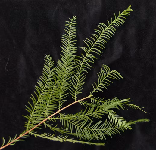 Thủy tùng hiện được xếp vào nhóm IA: Nghiêm cấm khai thác và sử dụng với mục đích thương mại theo Nghị định 32/2006/NĐCP.(Ảnh:The Gymnosperm Database)