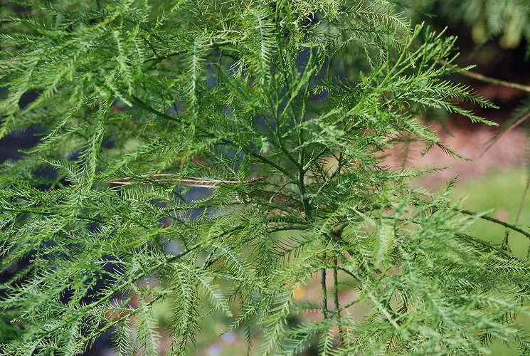 Tuy nhiên, cây thủy tùng không còn khả năng sinh sản tự nhiên, làm cho việc bảo tồn trở nên khó khăn. (Ảnh: Oregon State University)