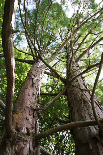 Đây là loại cây cổ, từng tồn tại từ thời khủng long kỷ băng hà, nhưng hiện đứng trước nguy cơ tuyệt chủng với chỉ 162 cây còn lại. (Ảnh:Pan Global Plants)