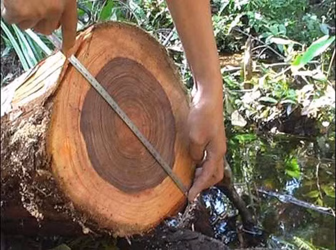 Các nhà khoa học và cơ quan chức năng đang nỗ lực nghiên cứu và bảo vệ loài cây này, nhưng việc nhân giống và bảo tồn vẫn gặp nhiều thách thức do số lượng cây ít và môi trường sống bị thu hẹp.(Ảnh: Flickr)