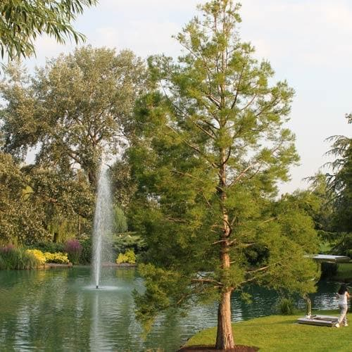 Cây thủy tùng, có tên khoa học là Glyptostrobus pensilis, là một loại gỗ quý hiếm chỉ còn tồn tại tại tỉnh Đắk Lắk, Việt Nam. (Ảnh: Future Forests)