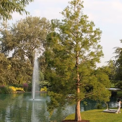 Cây thủy tùng, có tên khoa học là Glyptostrobus pensilis, là một loại gỗ quý hiếm chỉ còn tồn tại tại tỉnh Đắk Lắk, Việt Nam. (Ảnh: Future Forests)