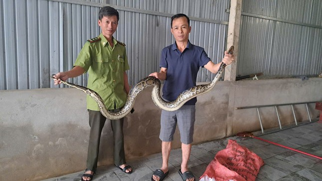 Trước đó, Hạt Kiểm lâm cũng phối hợp với Vườn quốc gia Vũ Quang để tiếp nhận và thả về tự nhiên một cá thể trăn đất quý hiếm khác.(Ảnh: Tiền phong)