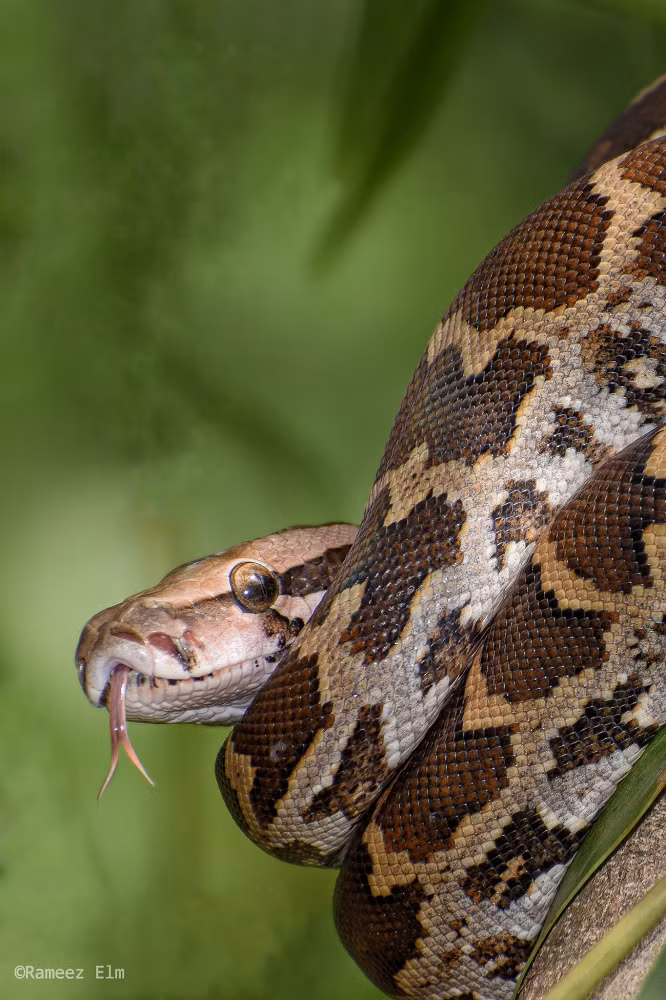 Tại khu vực đồng bằng Nam Bộ, loài trăn đất thường sống ở những nơi đầm lầy, rừng tràm, rừng sú vẹt ngập nước, thỉnh thoảng bò vào những khu vực có vườn cây của người dân.(Ảnh: iNaturalist)