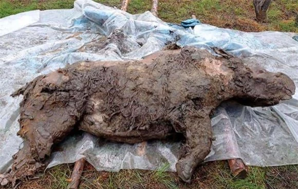 Sự hiện diện của những sinh vật thời tiền sử cung cấp manh mối quan trọng về lịch sử và biến đổi khí hậu của vùng Bắc Cực.(Ảnh: DNVN)