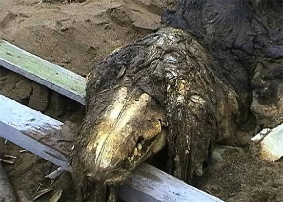 Tuy nhiên, chúng ta cũng cần duy trì sự tôn trọng đa dạng sinh học và tuân thủ khái niệm phát triển bền vững để đảm bảo rằng các hoạt động nghiên cứu không gây ra thiệt hại không thể khắc phục được cho hệ sinh thái.(Ảnh: Arctica Expeditions AS)