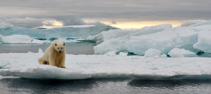 Việc phát hiện những sinh vật thời tiền sử này cung cấp thông tin quý giá cho nghiên cứu khoa học, giúp hiểu rõ hơn về quá trình tiến hóa của Trái đất và lịch sử của các sinh vật khác nhau. (Ảnh: World Photography Organisation)