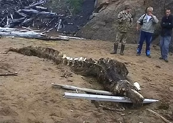 Thi thể của một sinh vật thời tiền sử được phát hiện ở Bắc Cực đã khiến giới khoa học bàng hoàng. Phát hiện này không chỉ hé lộ những sinh vật bí ẩn từng tồn tại mà còn đặt ra nhiều câu hỏi đáng lo ngại. (Ảnh: DNVN)