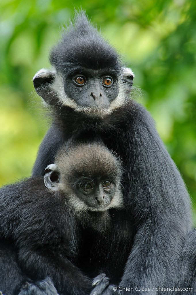 Loài vọoc này thường sống thành bầy đàn nhỏ, từ 5-15 con, trong các khu rừng thường xanh và rừng nửa rụng lá. Chúng thích nghi tốt với cuộc sống trên cây, di chuyển linh hoạt bằng các cành cây lớn và sử dụng đuôi dài để giữ thăng bằng.(Ảnh: Flickr)
