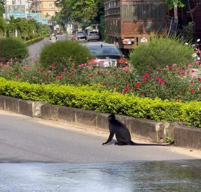 Ngày 15/11, lãnh đạo UBND thị trấn Phong Nha, huyện Bố Trạch (Quảng Bình) cho biết một người dân đã bị một cá thể voọc tấn công khi đang lưu thông trên đường, dẫn đến bị ngã xe và thương tích. Cá thể linh trưởng này được xác định là Vọoc đen gáy trắng (Vọoc Hà Tĩnh), một loài cực kỳ nguy cấp trong Sách đỏ Việt Nam. (Ảnh: Báo Sức khoẻ đời sống)