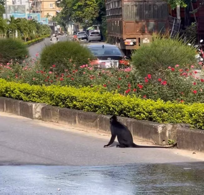 Ngày 15/11, lãnh đạo UBND thị trấn Phong Nha, huyện Bố Trạch (Quảng Bình) cho biết một người dân đã bị một cá thể voọc tấn công khi đang lưu thông trên đường, dẫn đến bị ngã xe và thương tích. Cá thể linh trưởng này được xác định là Vọoc đen gáy trắng (Vọoc Hà Tĩnh), một loài cực kỳ nguy cấp trong Sách đỏ Việt Nam. (Ảnh: Báo Sức khoẻ đời sống)