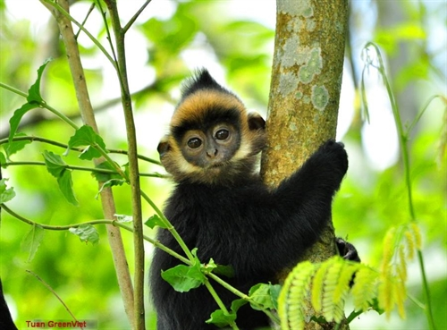 Thức ăn chủ yếu của vọoc đen gáy trắng là lá cây, trái cây, hoa và một số loài côn trùng nhỏ. Chúng có vai trò quan trọng trong việc duy trì sự cân bằng sinh thái của rừng, đóng góp vào việc phát tán hạt giống và kiểm soát số lượng côn trùng.(Ảnh: Vietnam News)